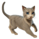 The Best Cat