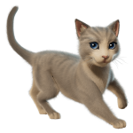 The Best Cat