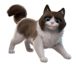 Fancy Ragdoll