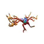 Coral Cruiser