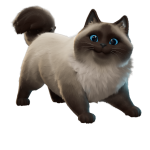 Fancy Ragdoll - Image 2